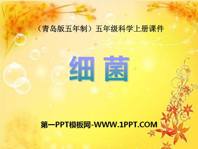 《细菌》PPT