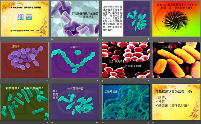 《细菌》PPT