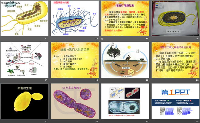 《细菌》PPT