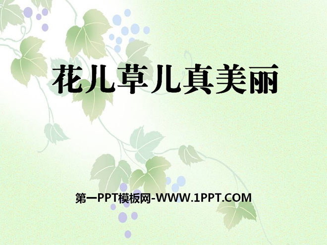 《花儿草儿真美丽》PPT