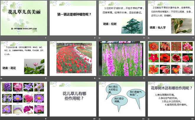 《花儿草儿真美丽》PPT