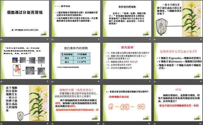 《细胞通过分裂而增殖》PPT