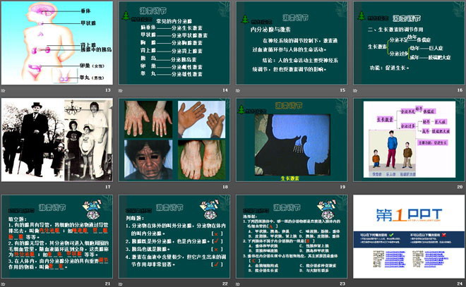《激素调节》PPT课件