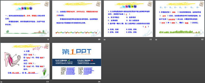 《动物运动的形成》PPT下载