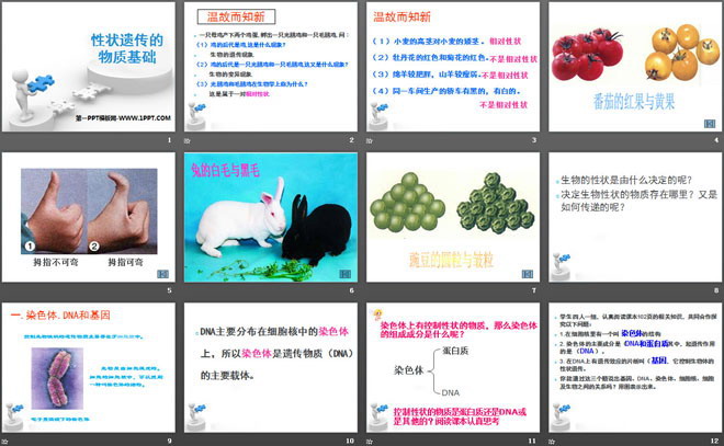 《性状遗传的物质基础》PPT