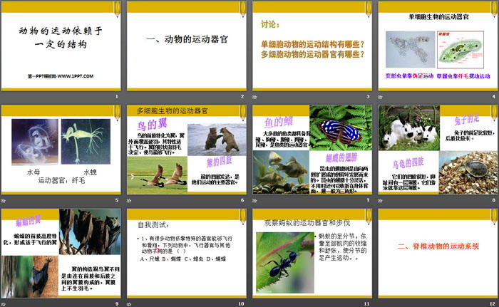 《动物的运动依赖一定的结构》PPT课件