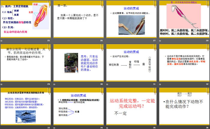 《动物的运动依赖一定的结构》PPT课件