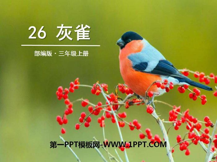 《灰雀》PPT