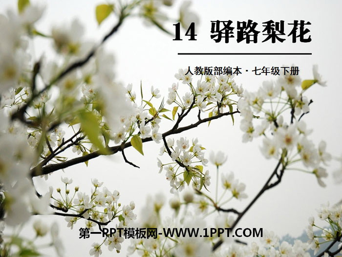 《驿路梨花》PPT