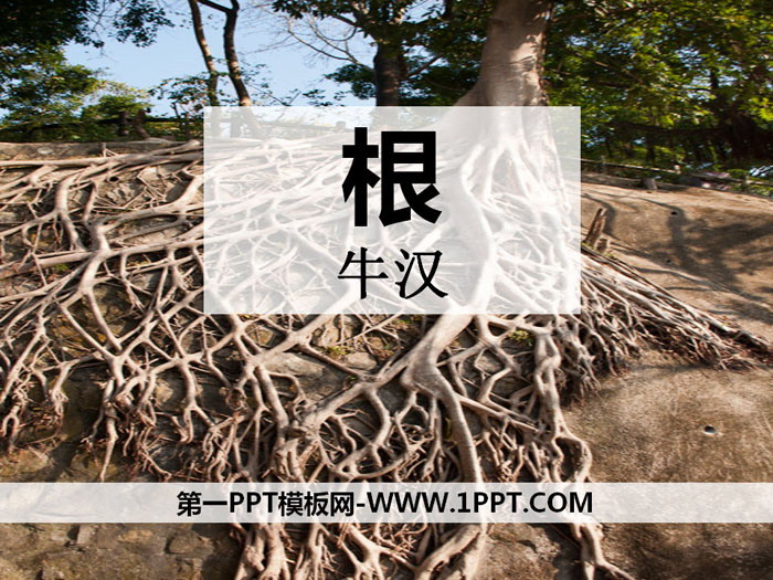 《根》PPT