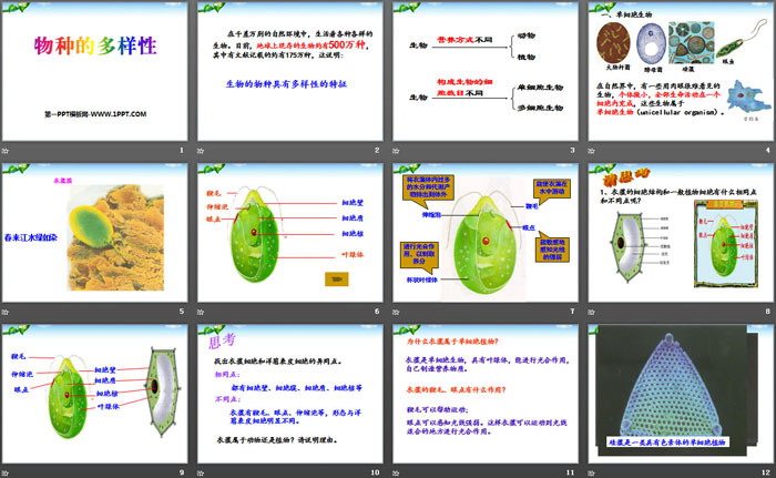 《物种的多样性》PPT