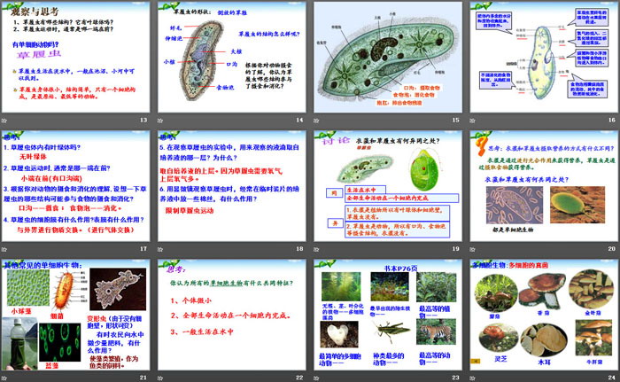 《物种的多样性》PPT
