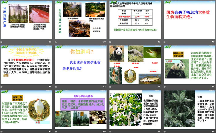 《物种的多样性》PPT