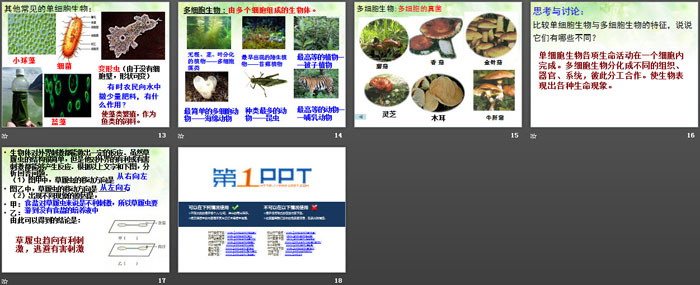 《物种的多样性》PPT下载