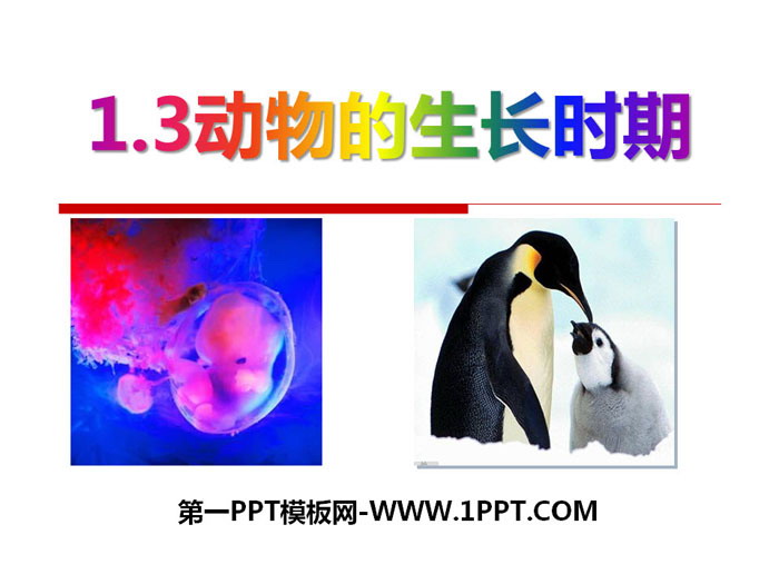 《动物的生长时期》PPT