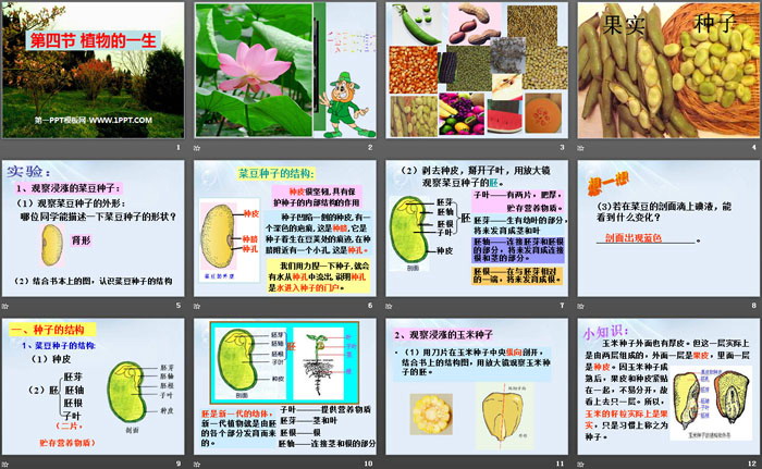 《植物的一生》PPT