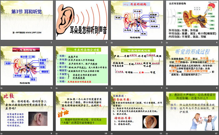 《耳和听觉》PPT