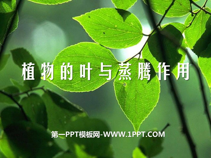《植物的叶与蒸腾作用》PPT