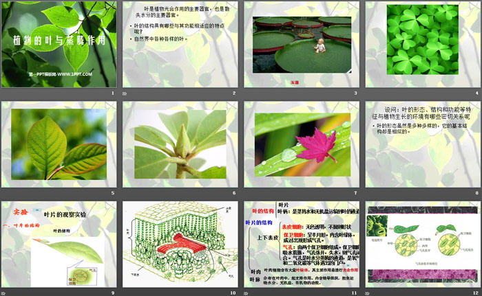 《植物的叶与蒸腾作用》PPT