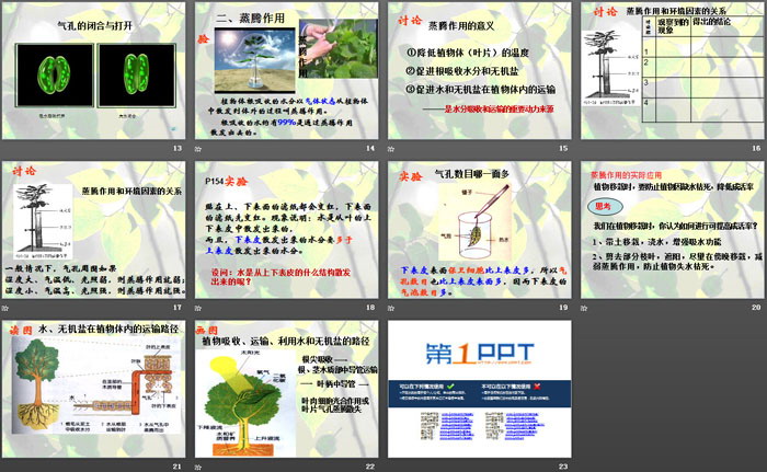 《植物的叶与蒸腾作用》PPT