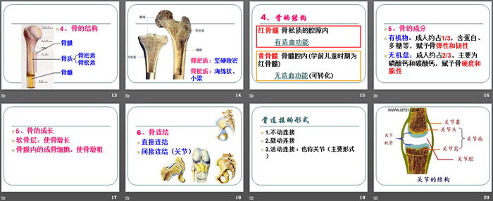 《人的运动系统和保健》PPT课件