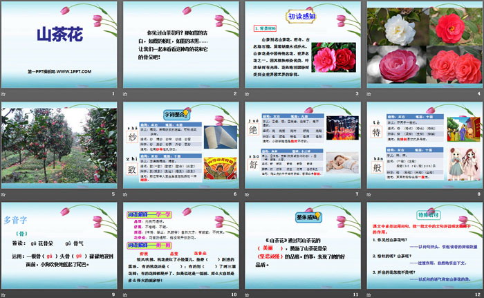 《山茶花》PPT