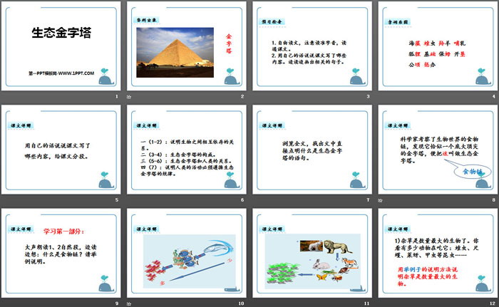 《生态金字塔》PPT课件下载