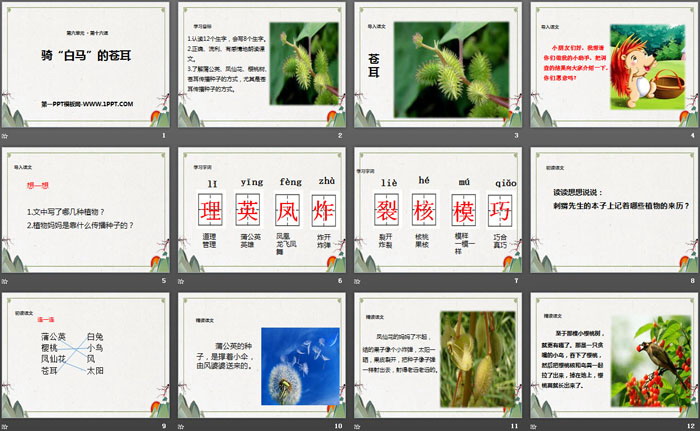 《骑“白马”的苍耳》PPT