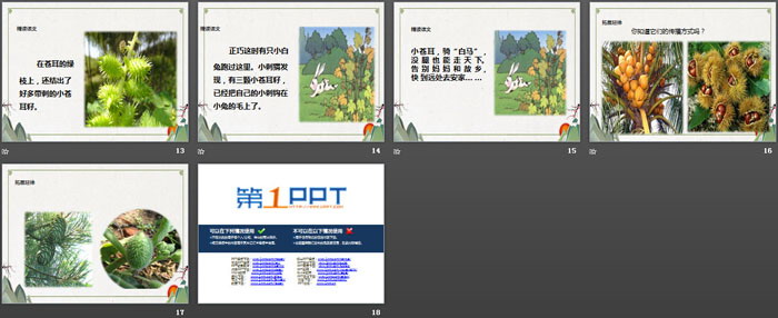 《骑“白马”的苍耳》PPT