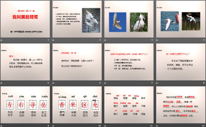 《我叫黑脸琵鹭》PPT