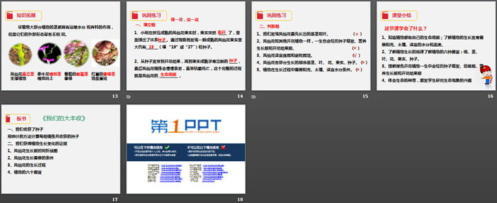 《我们的大丰收》植物的生长变化PPT下载