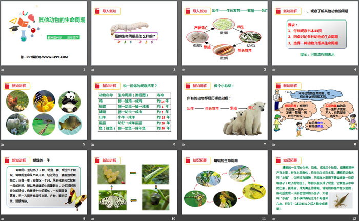 《其他动物的生命周期》动物的生命周期PPT下载