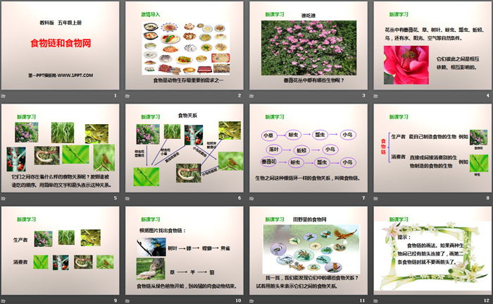 《食物链和食物网》生物与环境PPT