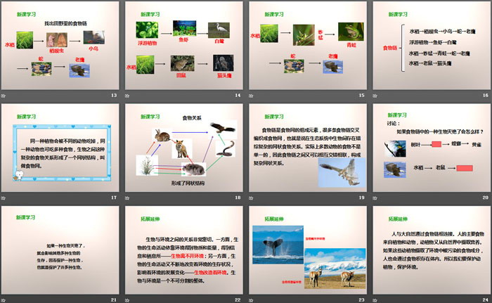 《食物链和食物网》生物与环境PPT