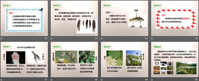 《原来是相互关联的》生物的多样性PPT