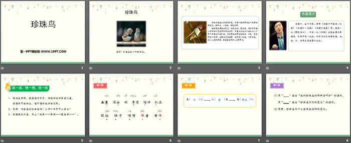 《珍珠鸟》PPT免费下载
