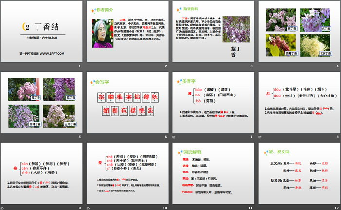 《丁香结》PPT