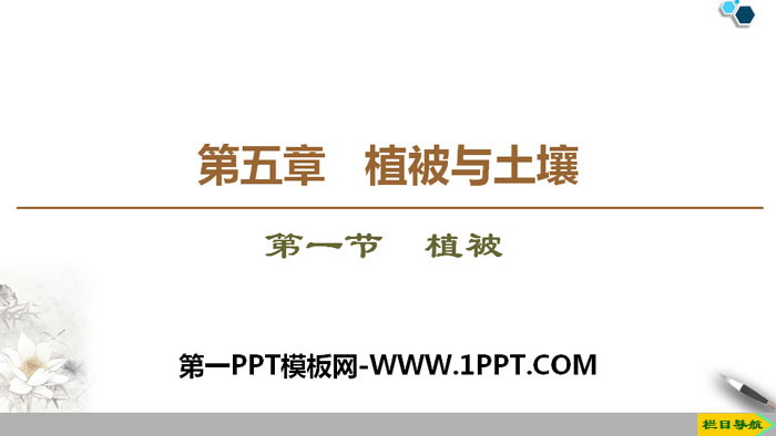 《植被》植被与土壤PPT