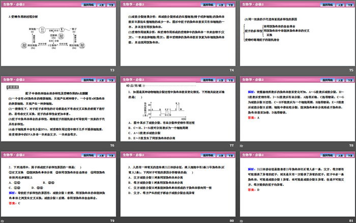 《减数分裂和受精作用》基因和染色体的关系PPT下载