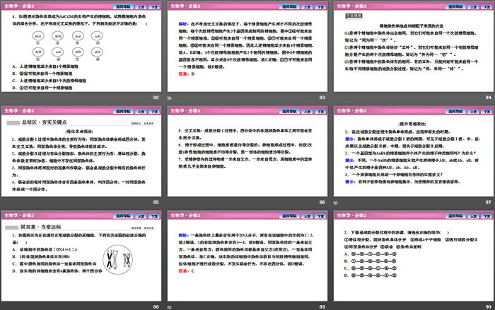 《减数分裂和受精作用》基因和染色体的关系PPT下载