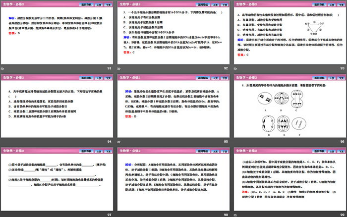 《减数分裂和受精作用》基因和染色体的关系PPT下载