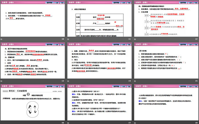 《减数分裂和受精作用》基因和染色体的关系PPT下载
