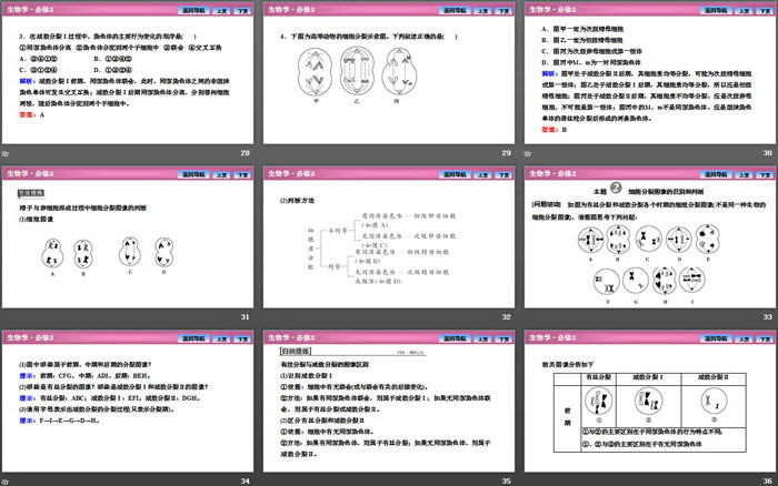 《减数分裂和受精作用》基因和染色体的关系PPT下载