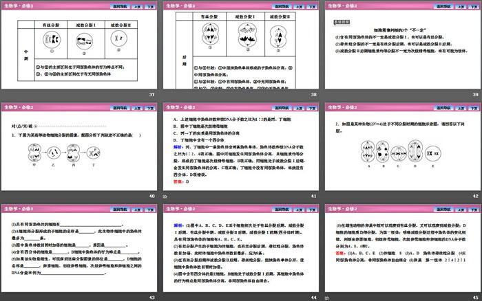 《减数分裂和受精作用》基因和染色体的关系PPT下载