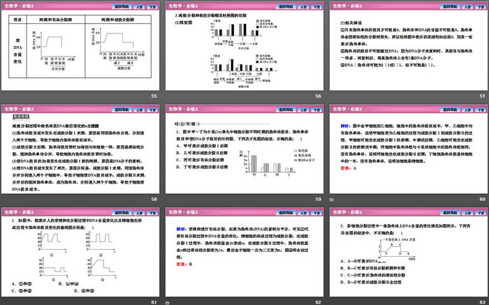 《减数分裂和受精作用》基因和染色体的关系PPT下载
