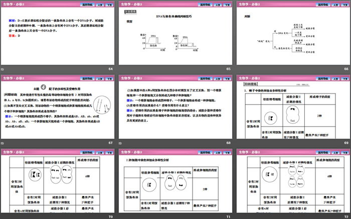 《减数分裂和受精作用》基因和染色体的关系PPT下载