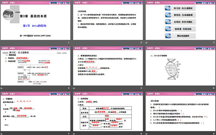 《DNA的结构》基因的本质PPT课件