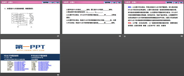 《DNA的结构》基因的本质PPT课件