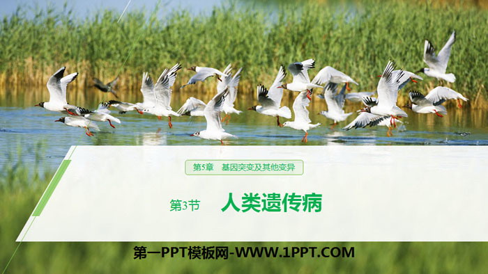 《人类遗传病》基因突变及其他变异PPT