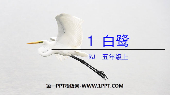 《白鹭》PPT免费下载